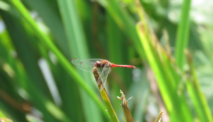 最新疫情实情排名：全球疫情最新动态与防疫措施分析