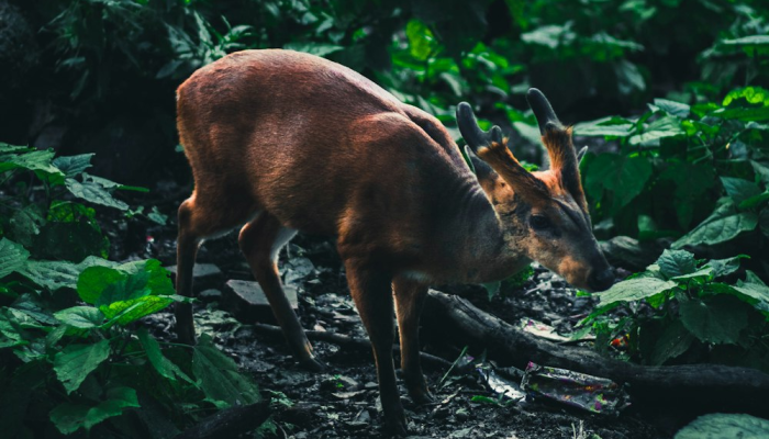 野猪疫情最新视频：揭秘自然界的隐患与防范之策