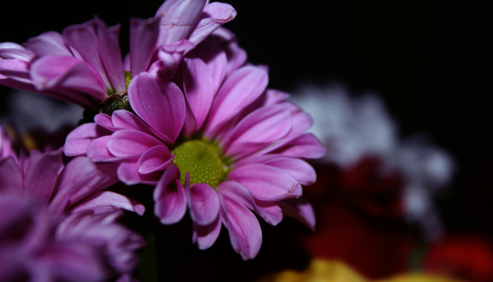 安徽河南最新疫情:了解最新动态,科学应对未来挑战 安徽河南最新疫情:了解最新动态,科学应对未来挑战