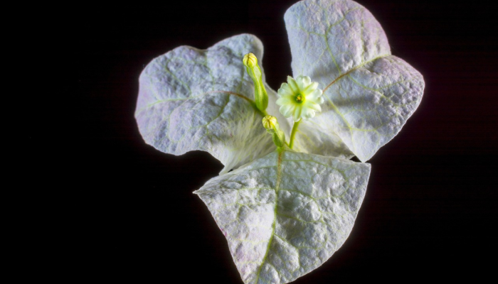 最新香港疫情变化情况:最新动态与健康建议 最新香港疫情变化情况:最新动态与健康建议