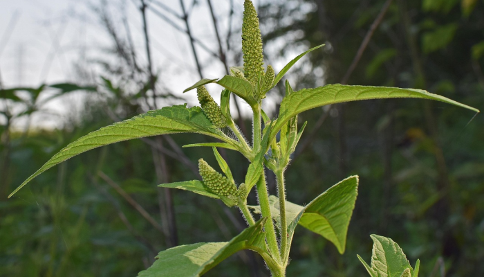 湾潭镇最新疫情:科学防护与社区关爱共同战胜挑战 湾潭镇最新疫情:科学防护与社区关爱共同战胜挑战