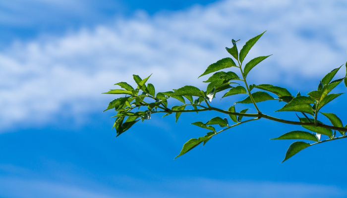 深圳疫情最新动态龙岗:精准防控与科学应对 深圳疫情最新动态龙岗:精准防控与科学应对